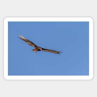 Turkey Vulture in a Blue Sky Sticker